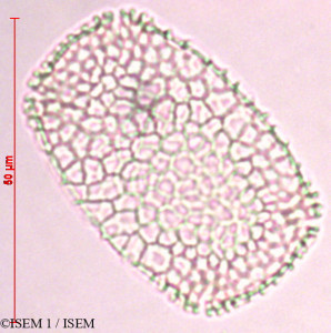 Eleutheranthera ruderalis - lame n° 23400